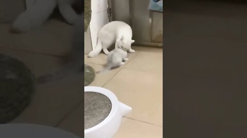 Cat Video #shorts #reels #cat