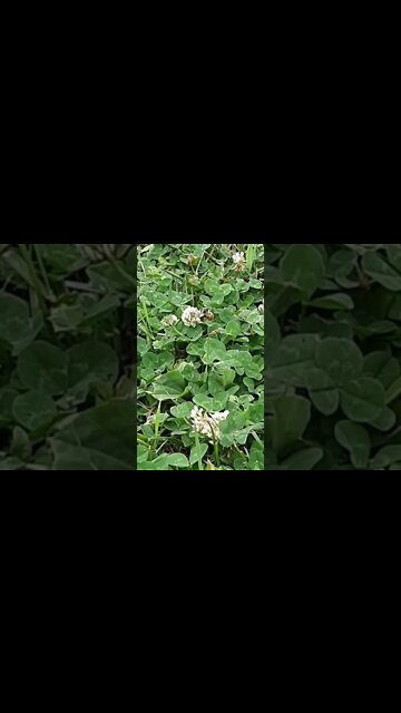 #bee #ohhighbud #slowmotion