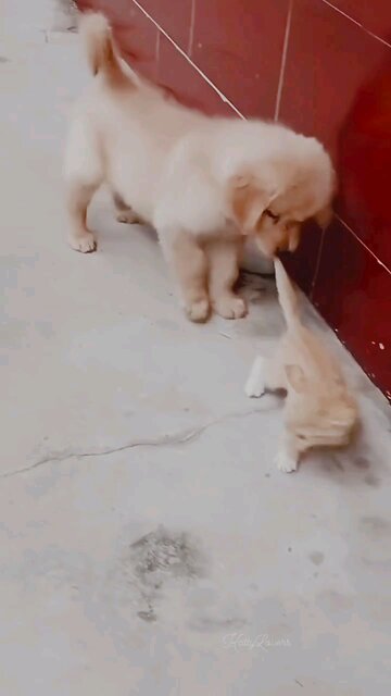 puppy and kitty #kitty #puppy #viral