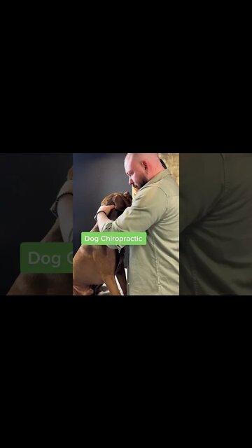 After Chiropractor Cracks The Neck of the Dog, Dog was like: Dude...did you hear that?