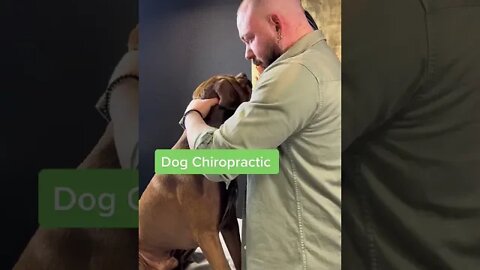 After Chiropractor Cracks The Neck of the Dog, Dog was like: Dude...did you hear that?