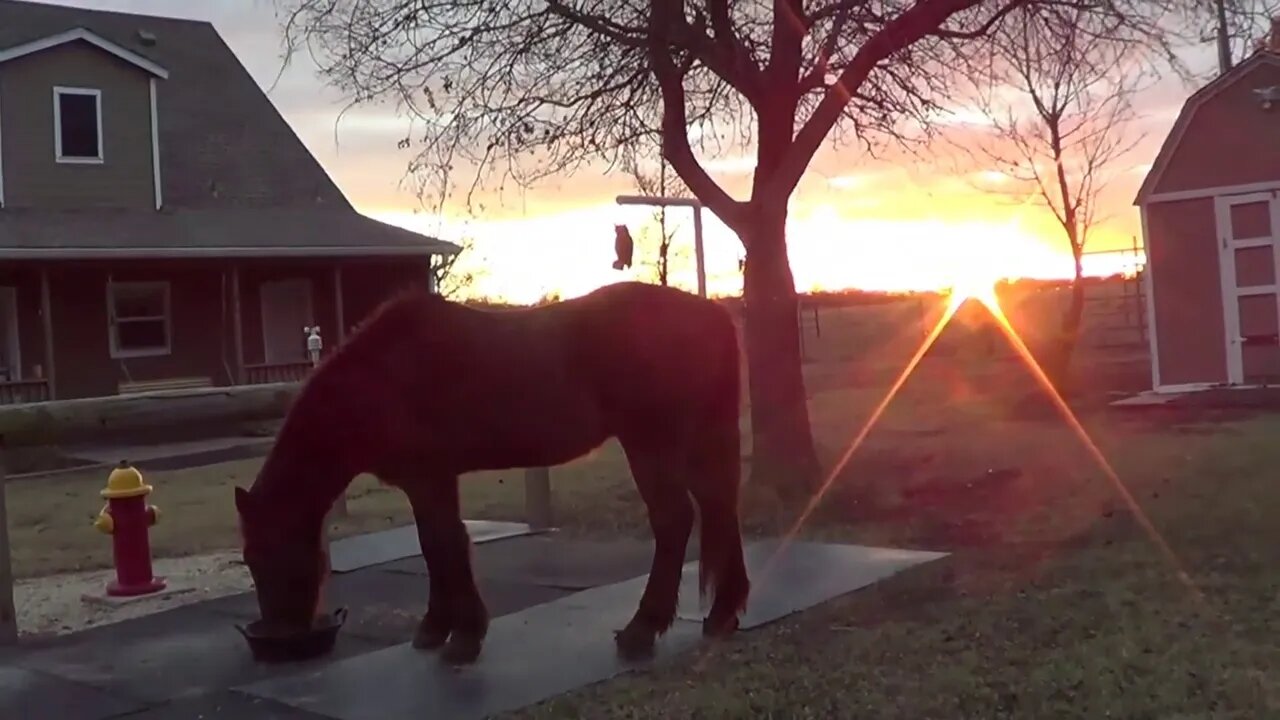 Stinky Buddy Horse Follow Up - A Crazy Dog Story From My Dog Days