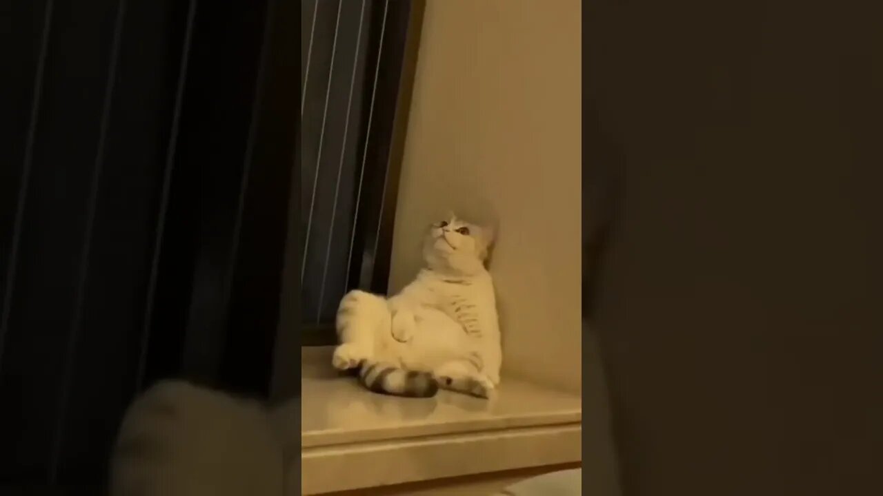 funny cat videos | cute cat videos| cute animals funny cats #shorts #shortsfunny #cutecat #funnycat
