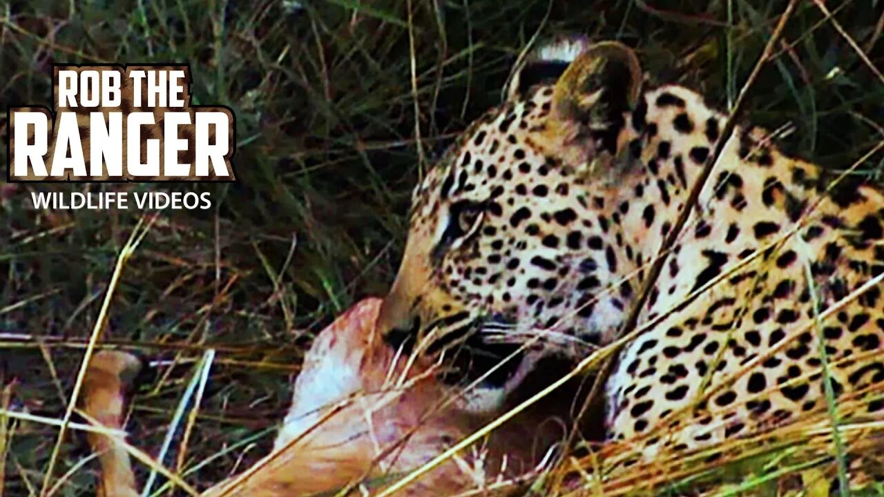 Leopard And Cub With A Steenbok | Archive Leopard Footage