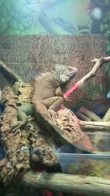 Colourful Chamaeleon