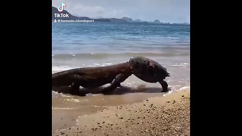 Facts about Komodo Dragons you didn’t know!