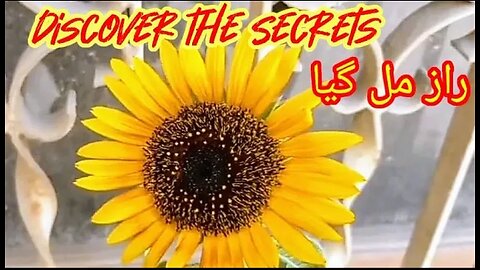 Discover the Secrets to Growing Red Sunflowers from Seed at Home | growing sunflower