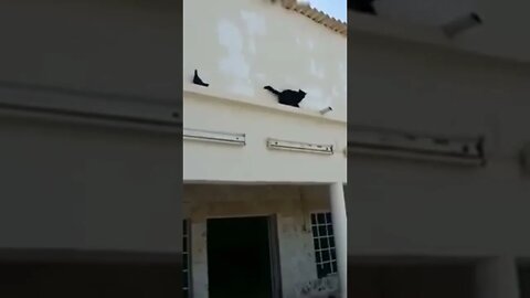 WTF🐈🐦🕊️ 😝🤣😂
