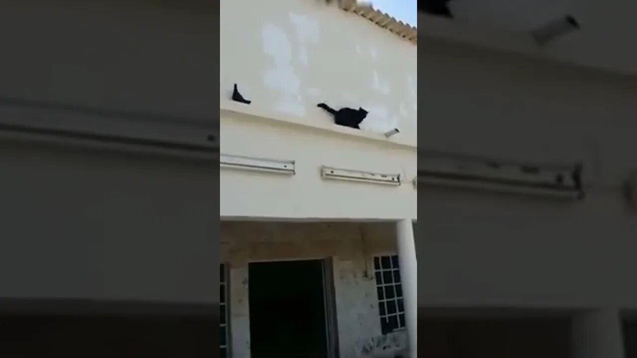 WTF🐈🐦🕊️ 😝🤣😂