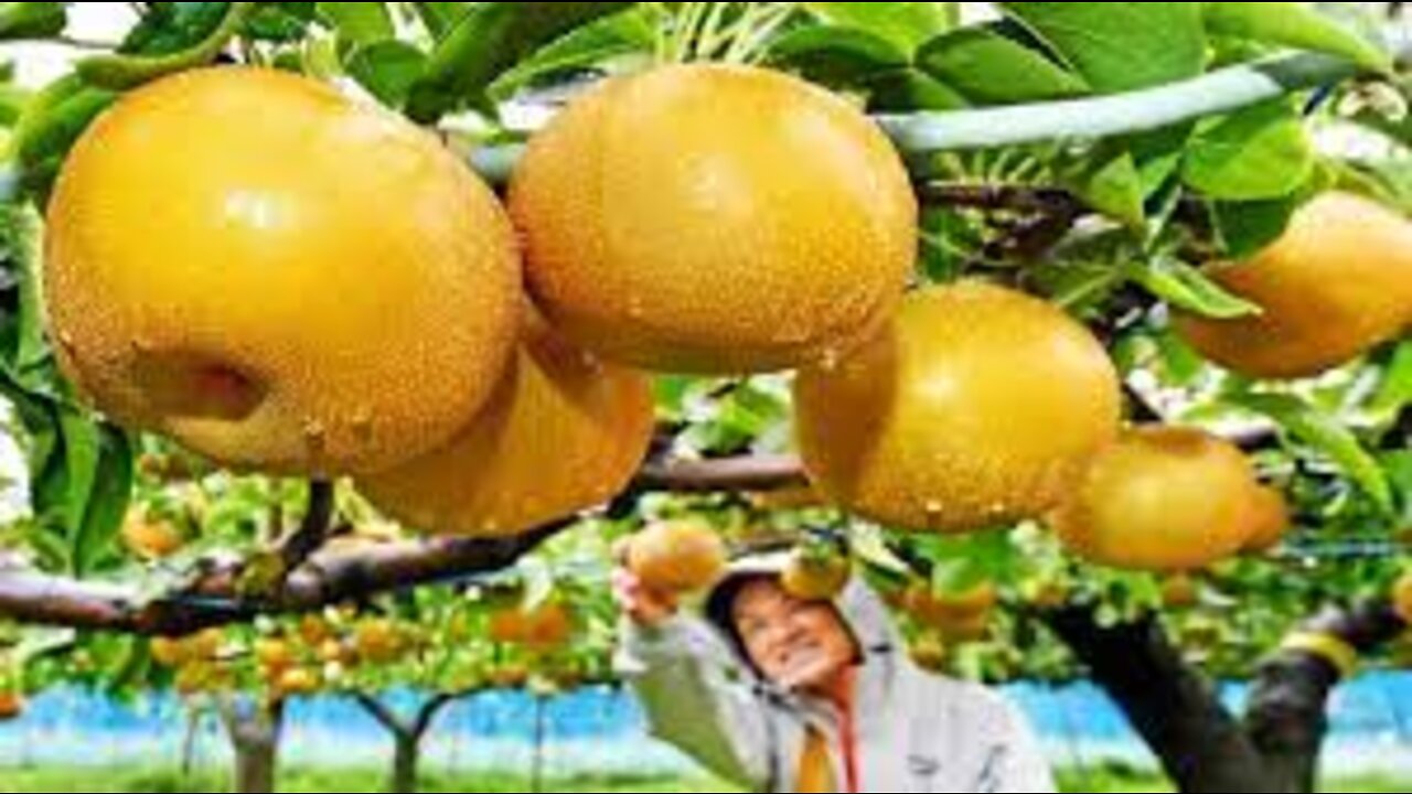 World's Most Expensive Pear - Awesome Japan Agriculture Technology Farm