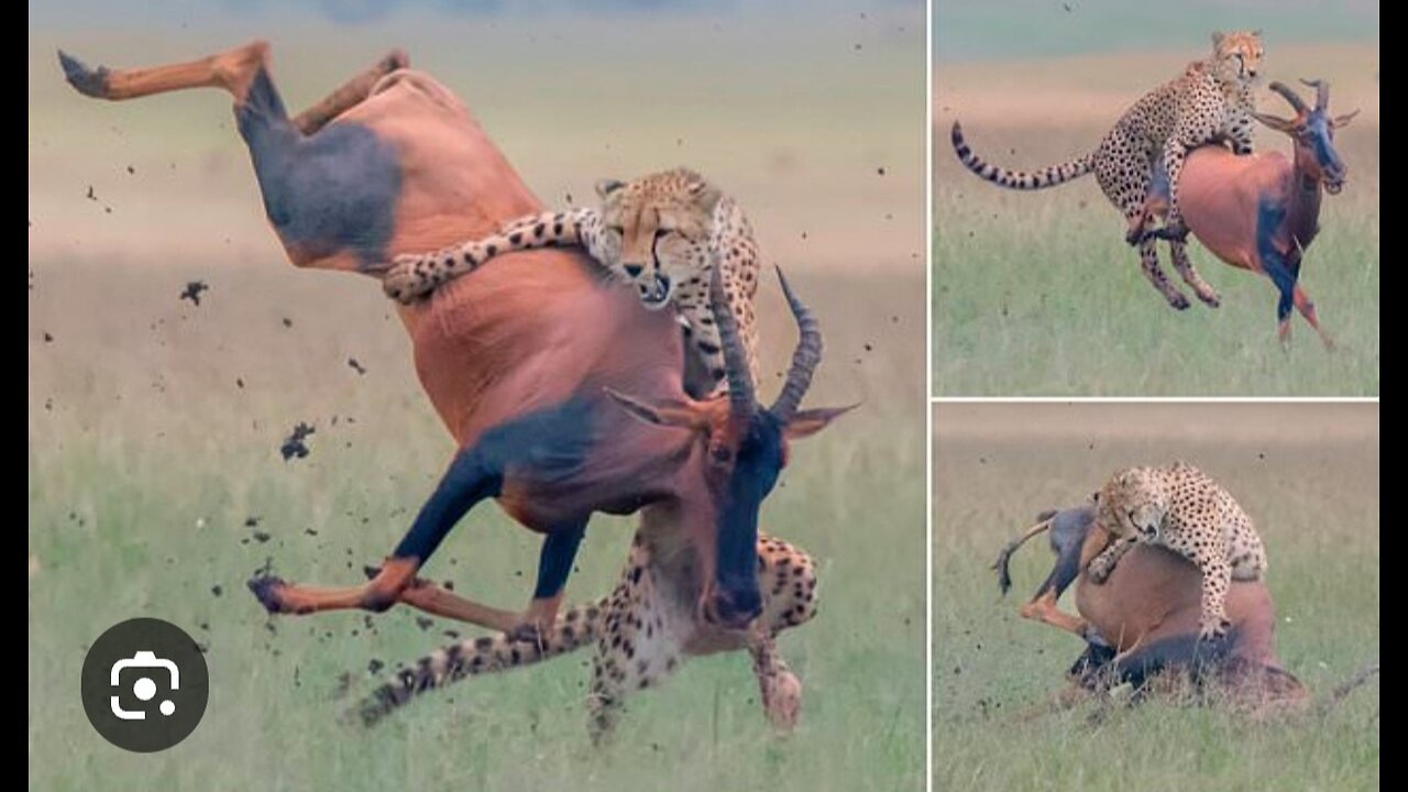 cheetah Vs Wild cow ,,, See What Happens