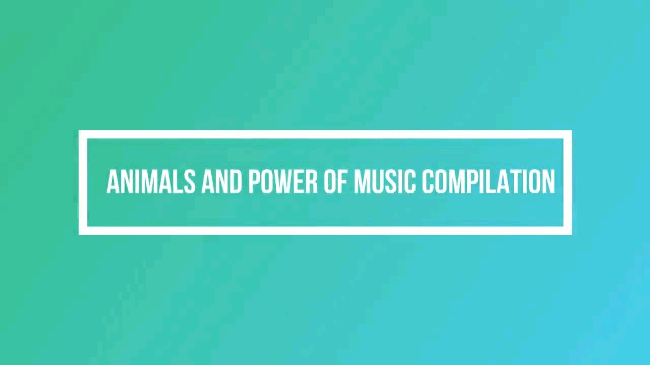 Animal the power of music