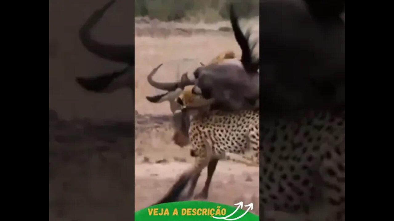 CHEETAS PEGANDO UM GNU #shorts #planetaanimalshorts #animals