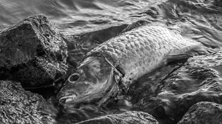 Poisoned fish