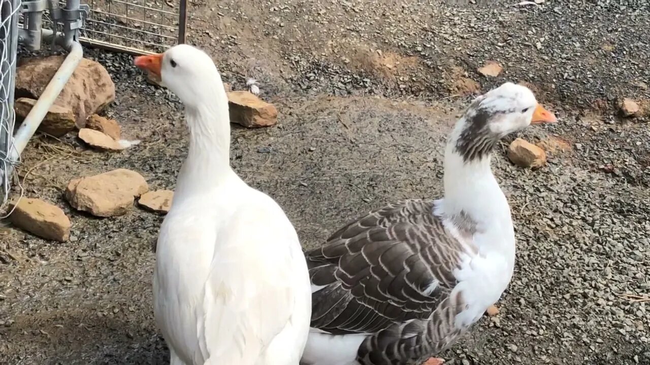 Following geese on their first day free range to check Guinea fowl keets