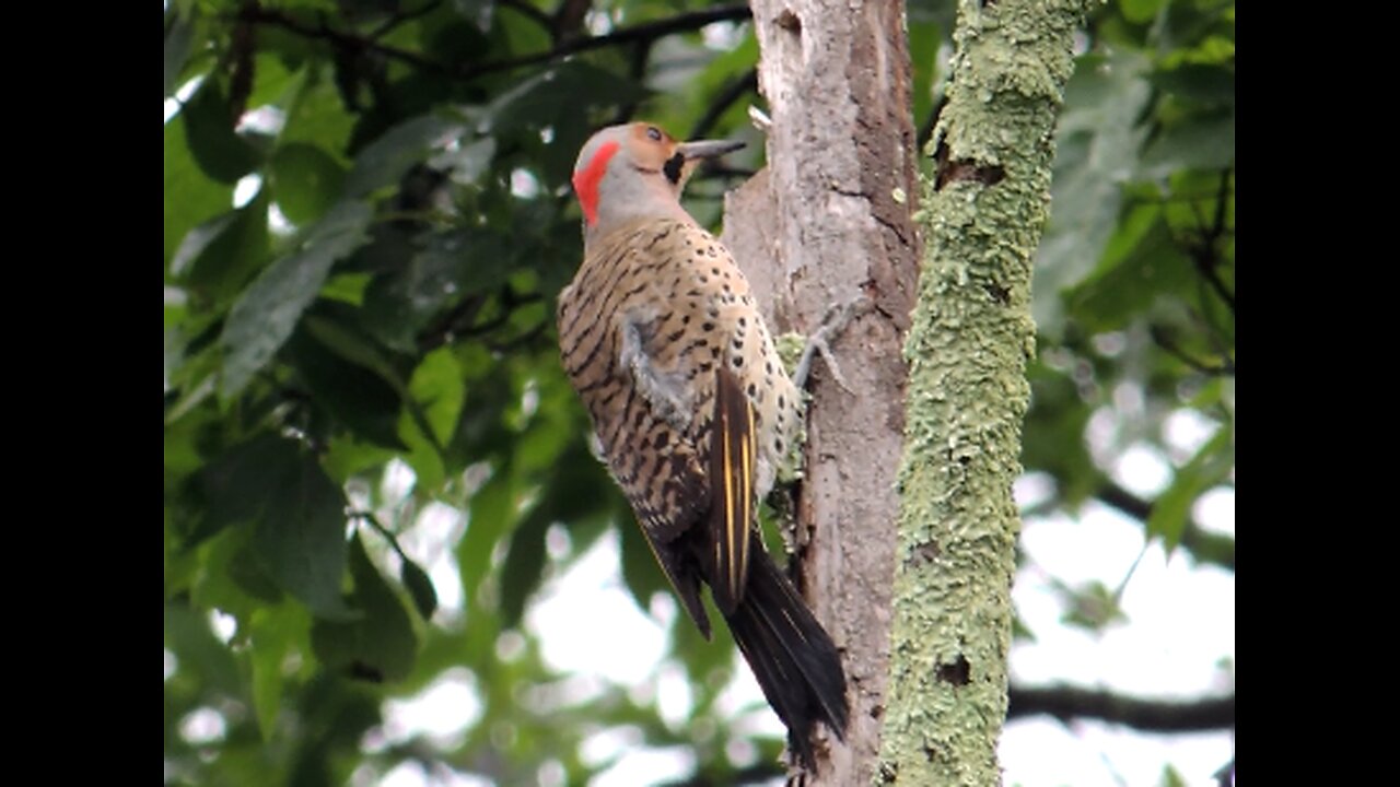 Nature - Northern Flicker woodpecker