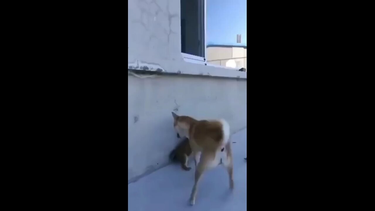 funny moments animal