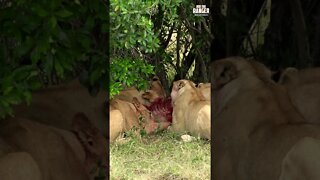 Lions Chomp A Warthog | Saturday #shorts