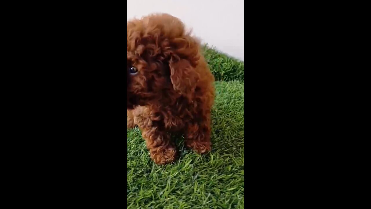 puppy dancing cowboy