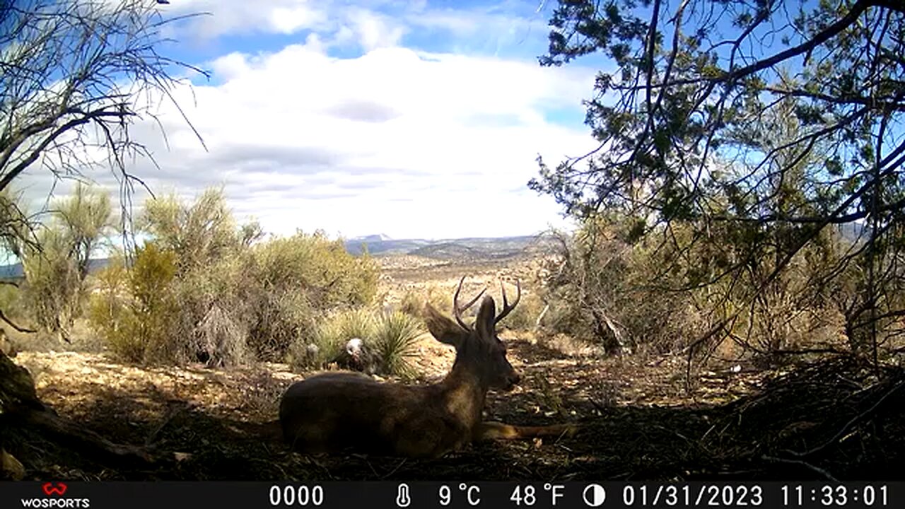 Trail Camera: Mule Deer Buck Bedding Down