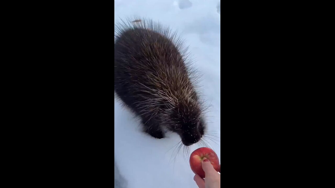 Porcupine eating an apple.. 😊