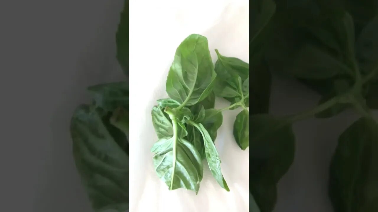 I grew this Basil in my back yard!