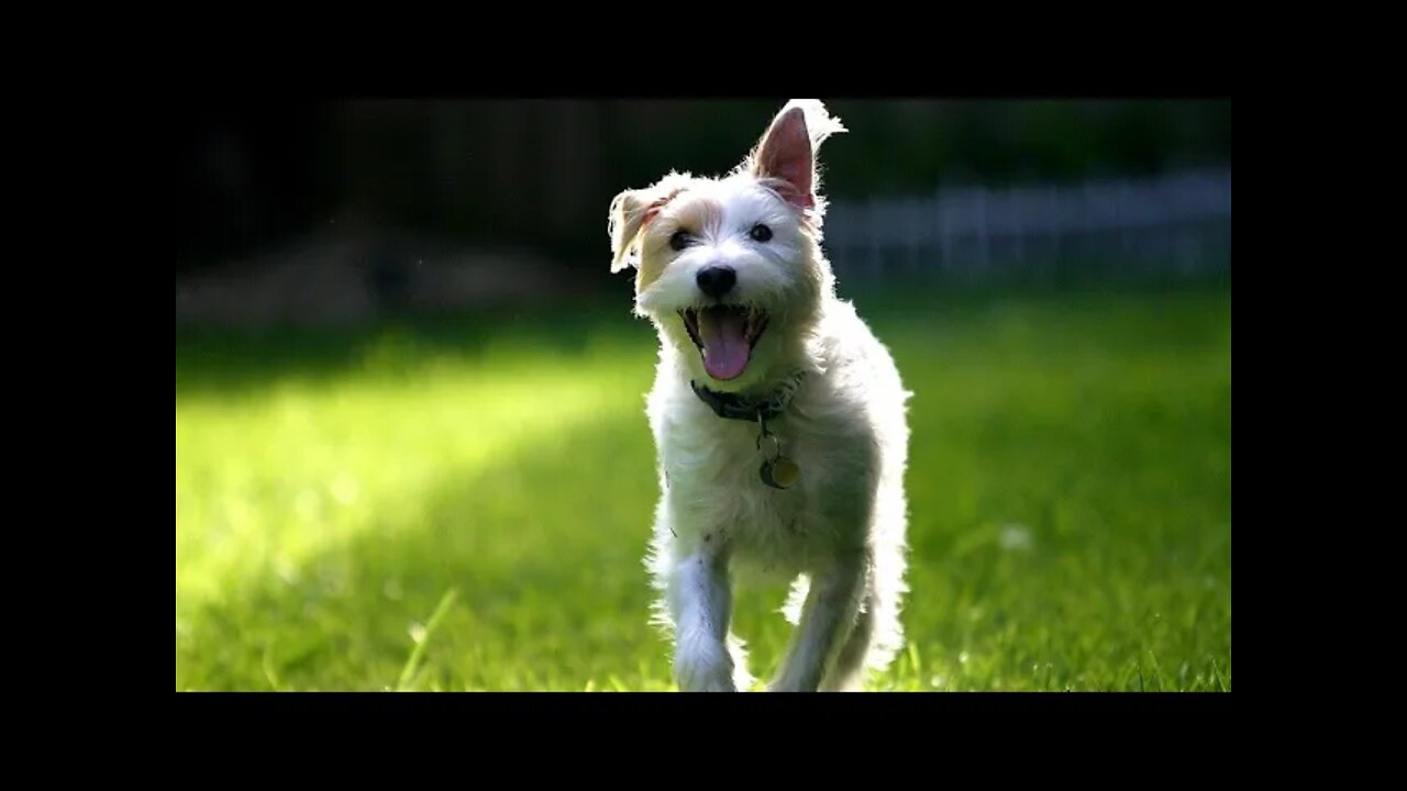 When Sierra was 9 years old, Jack Russell Terrier