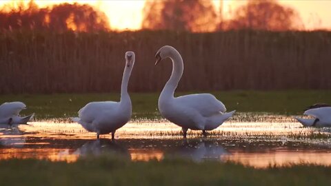 wild_nature____Beautiful_birds