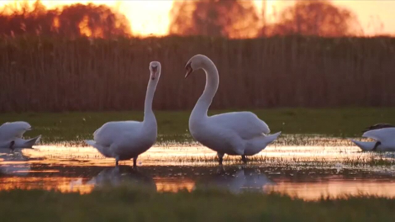 wild_nature____Beautiful_birds