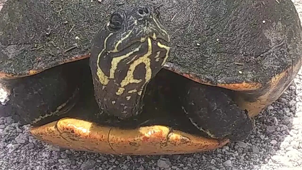 South Florida Painted Turtle