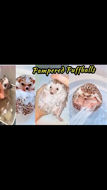 Pampered Puffballs: Hedgehogs Enjoying a Luxurious Bath