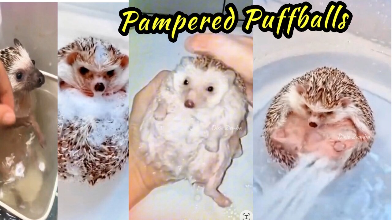 Pampered Puffballs: Hedgehogs Enjoying a Luxurious Bath