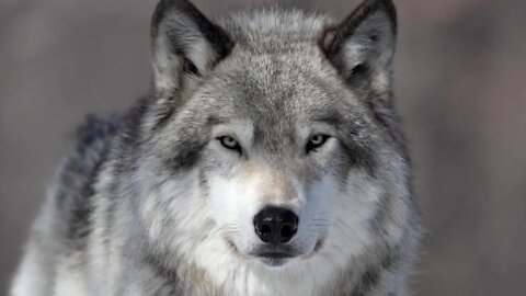 As The World Implodes Timeline Shift / Galactic Wars / Wolf Realm Channeling