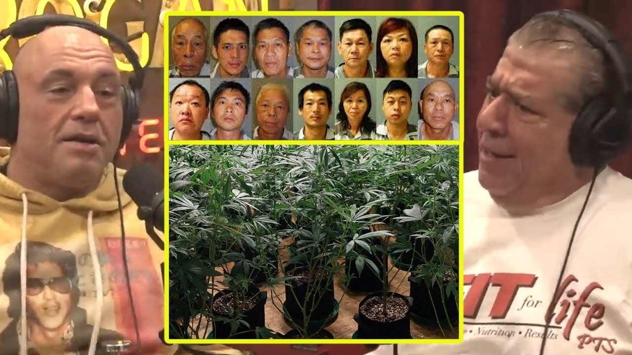 Large Scale Chinese Grow Ops In America | Joe Rogan & Joey Diaz