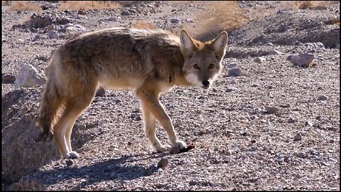 Wild animals best moments - Amazing scenes of wildlife 😍