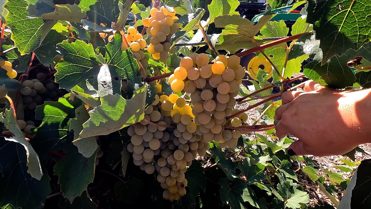 Grape Harvest, Canning Grape Juice & Planting with Benjamin! 🍇🥰🌿