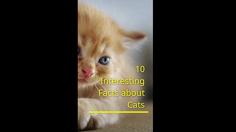 10 Amazing Facts about Cats