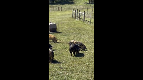 Idaho Pastured Pigs