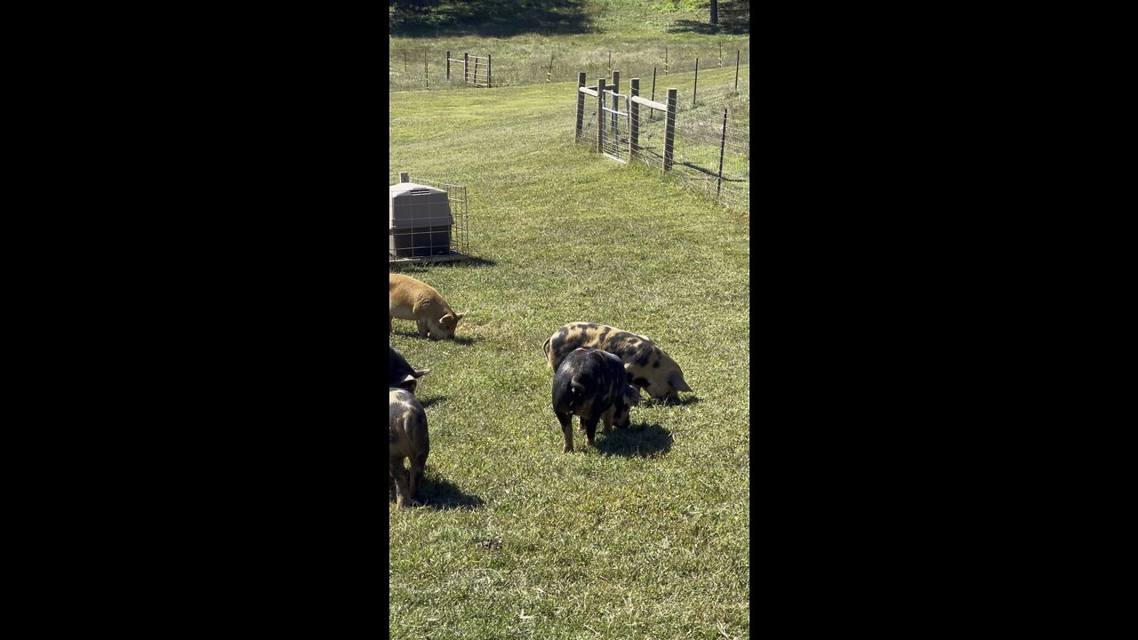 Idaho Pastured Pigs
