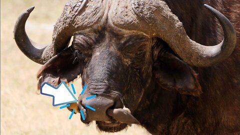 Mutualistic Partnership Birds Assisting Buffalo with Nose Clean #Animals #Funny Animals,