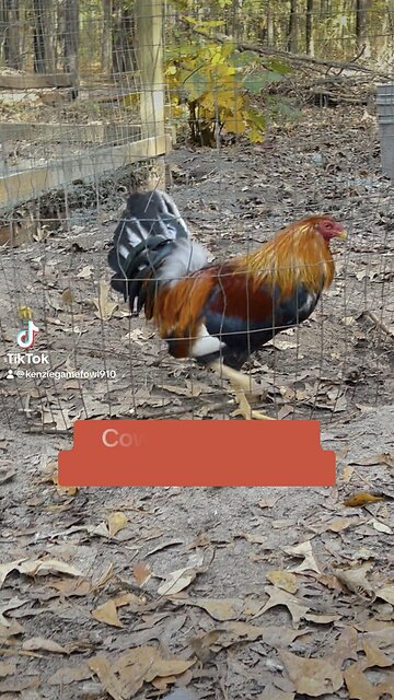 Cowan Roundhead 🔥🔥