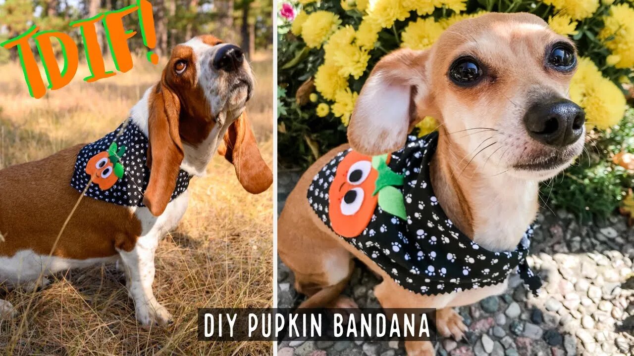 Make your dog a DIY PUPkin Bandana for Halloween