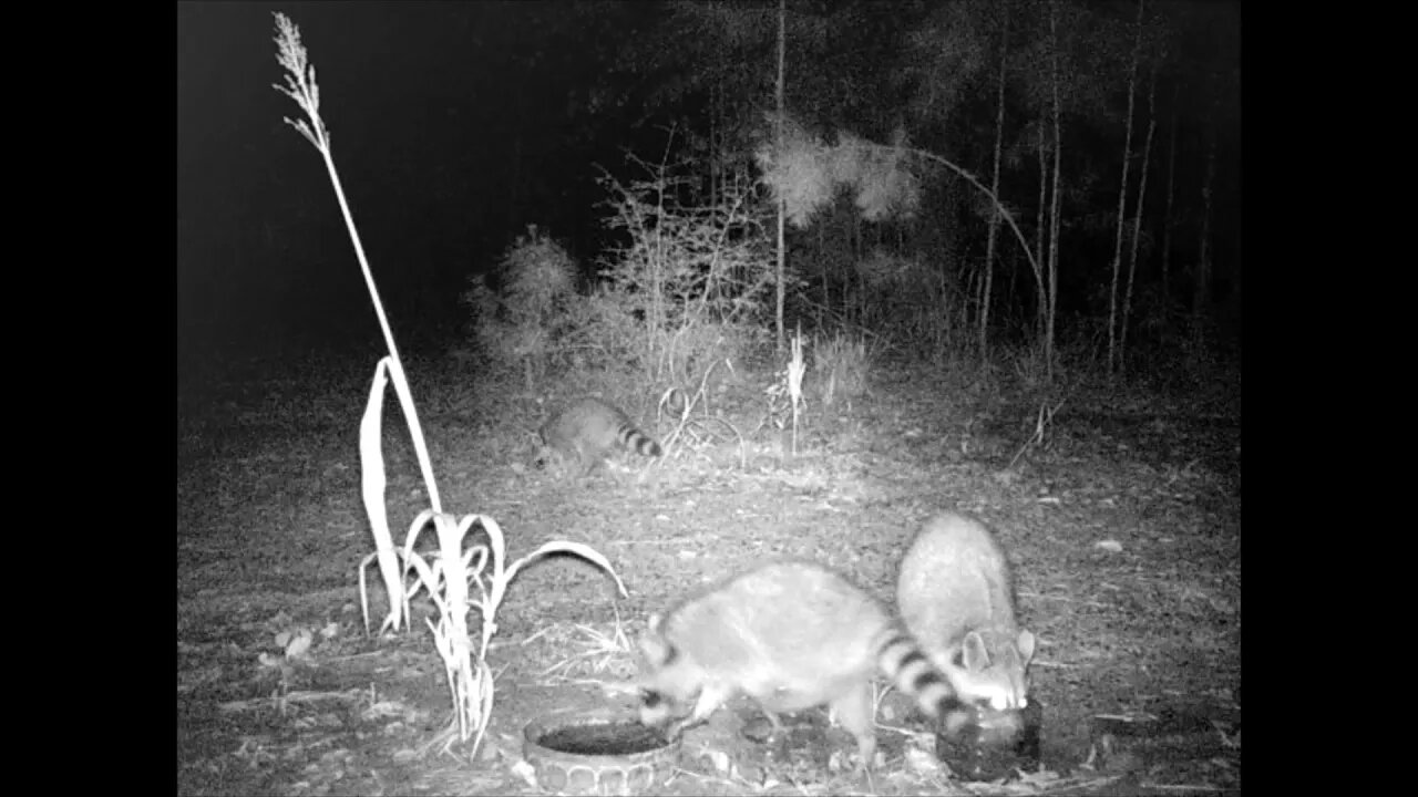 Southeast Texas Backyard Wildlife Garden 87