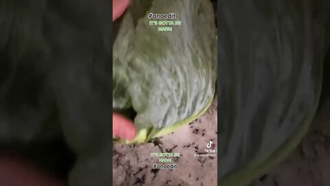 Baby Cabbage #napa #funny #vines #onoedit