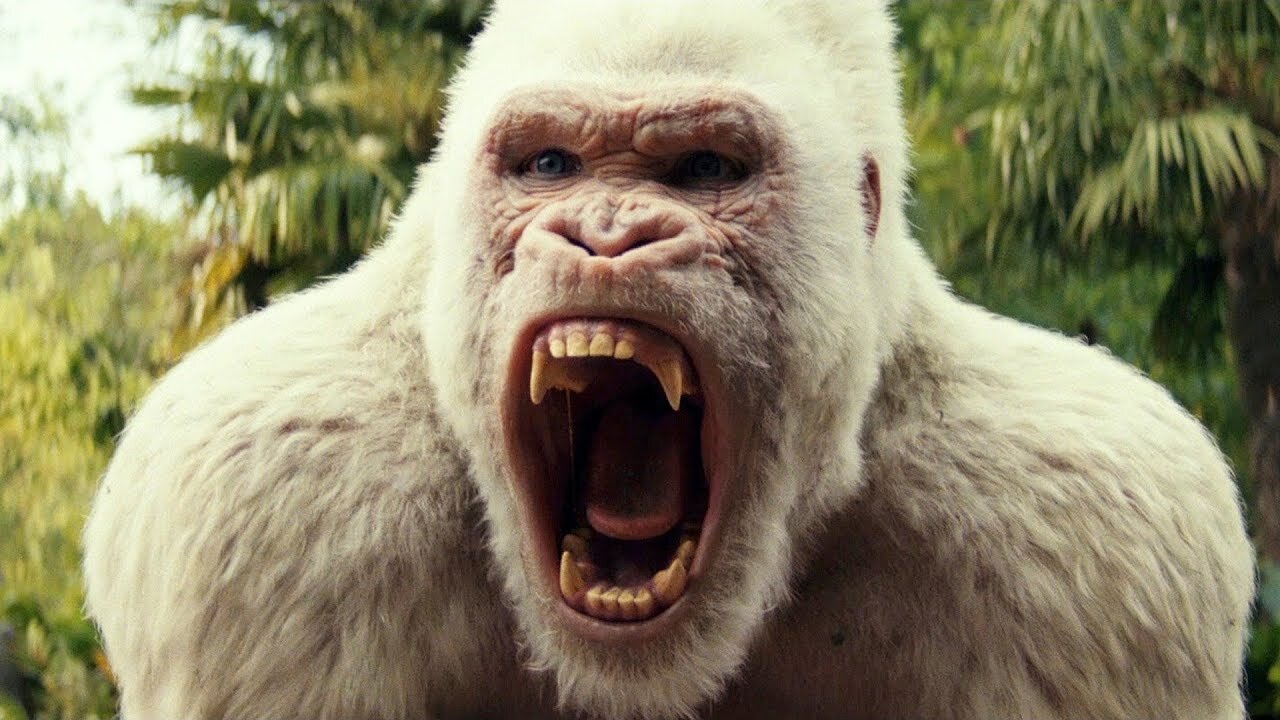 White great gorilla safe humans and show the middle fingerš¦