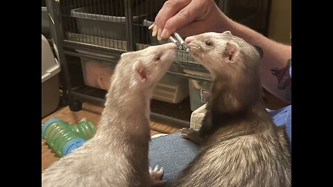 Cat vs Ferret