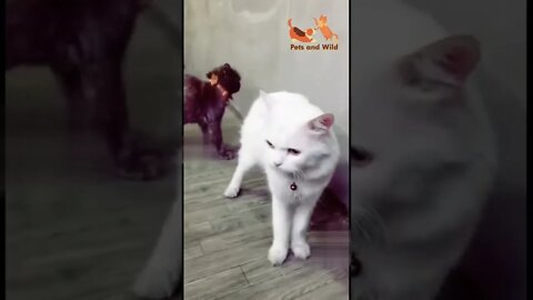 Funny Cats - cute and Funny Cats Reaction Videos Compilation #8 | Pets and Wild