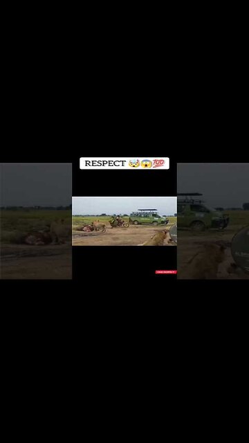 Respect 🤯😱💯 || Even lions are shocked! 😎 || #respect #respectshorts