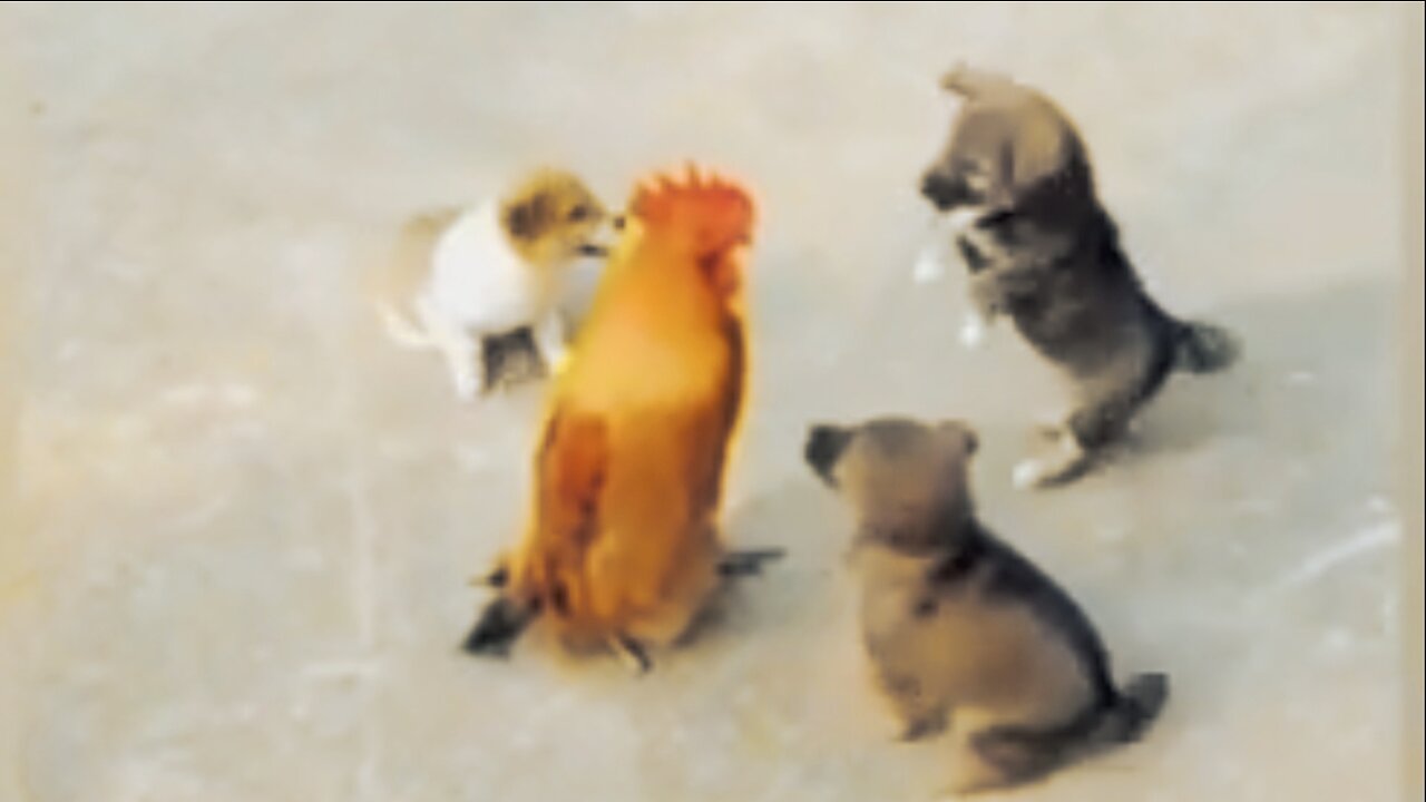 Chicken VS Dog Fight - Funny Dog Fight Videos