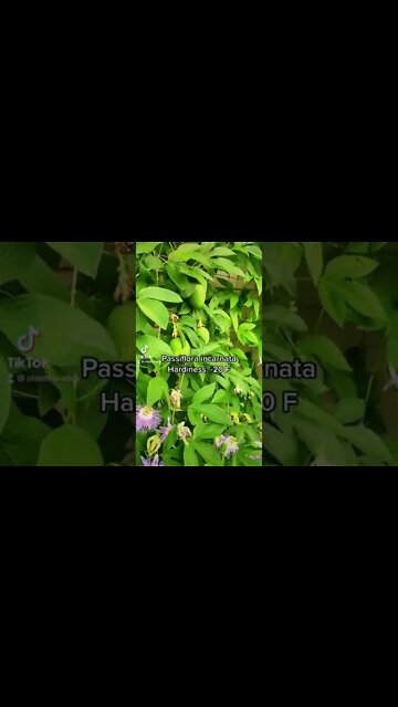 Tropical Fruit In Zone 5!!